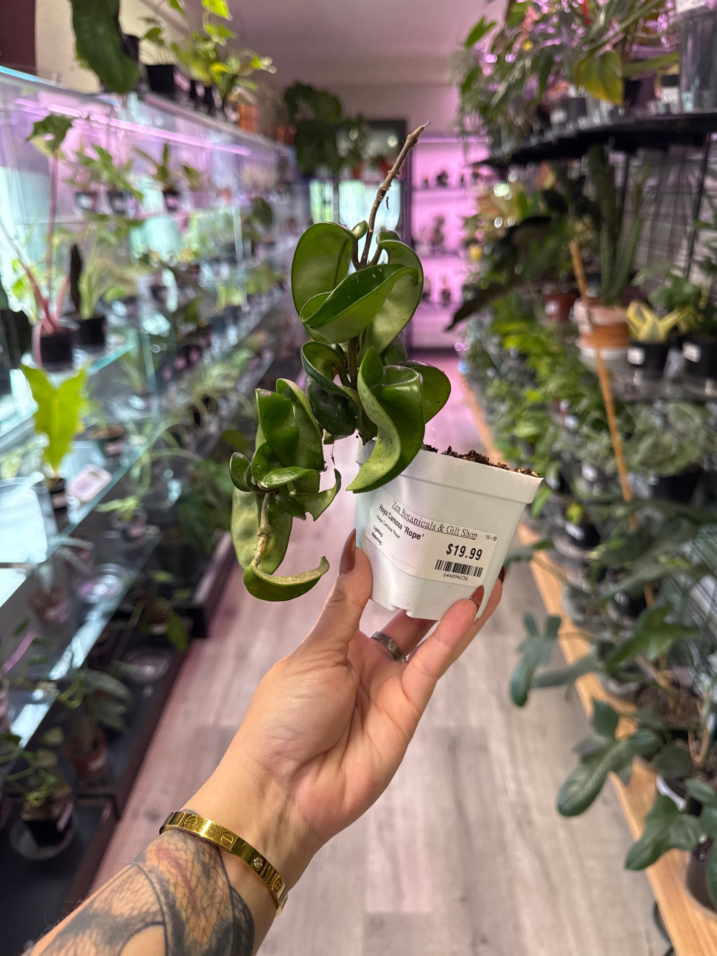 Hoya Carnosa 'Rope' (#644894236)