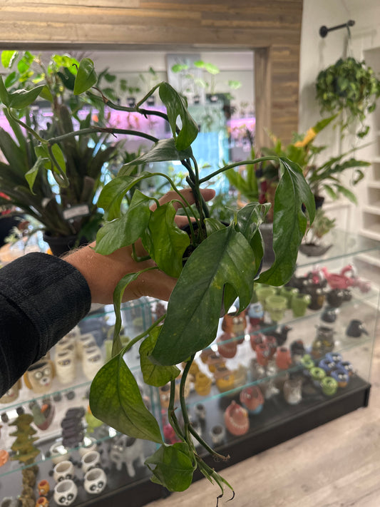 Pothos Baltic blue (#472409115)