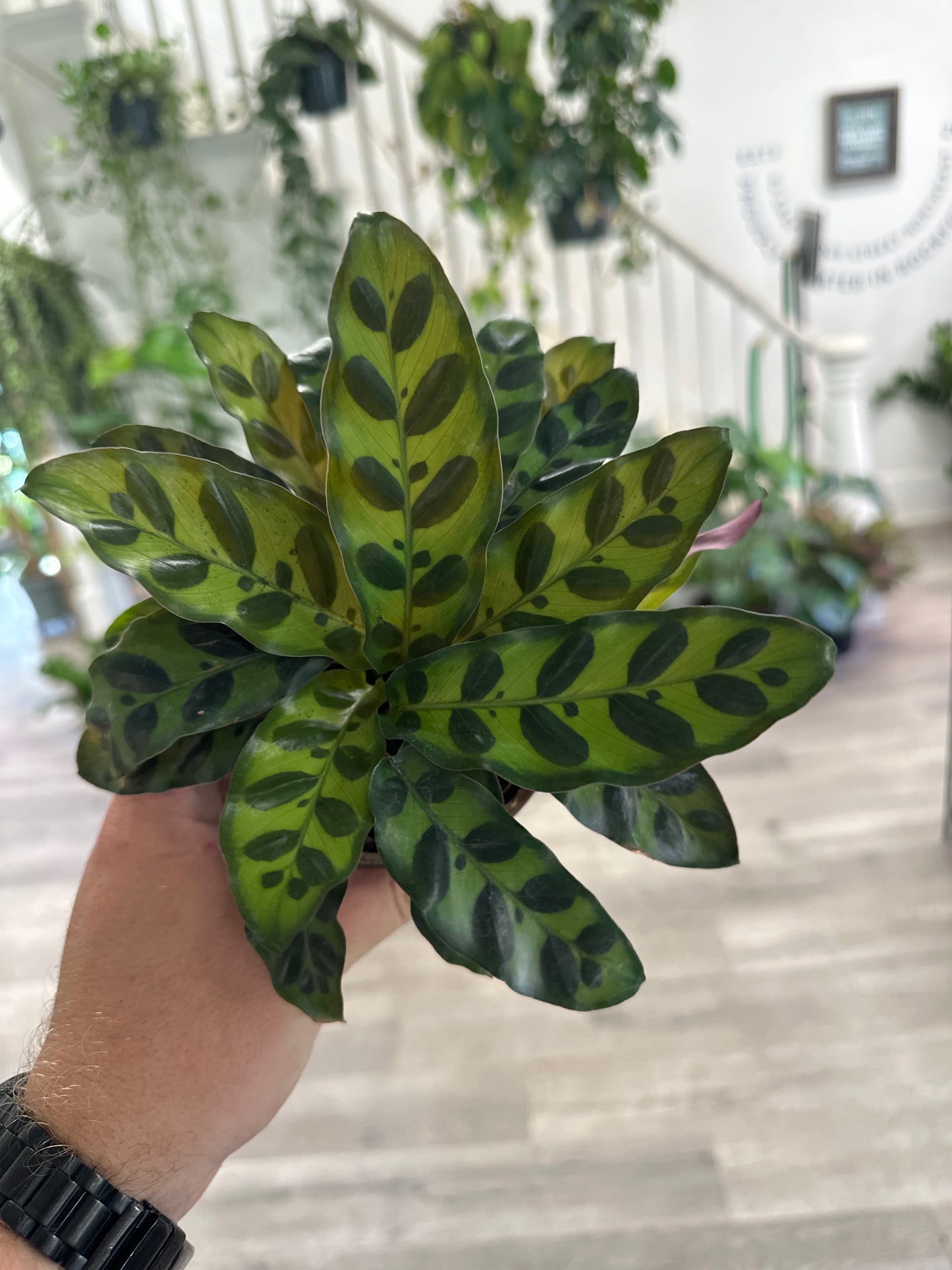 Calathea lancifolia 'Rattlesnake' (#361760738)