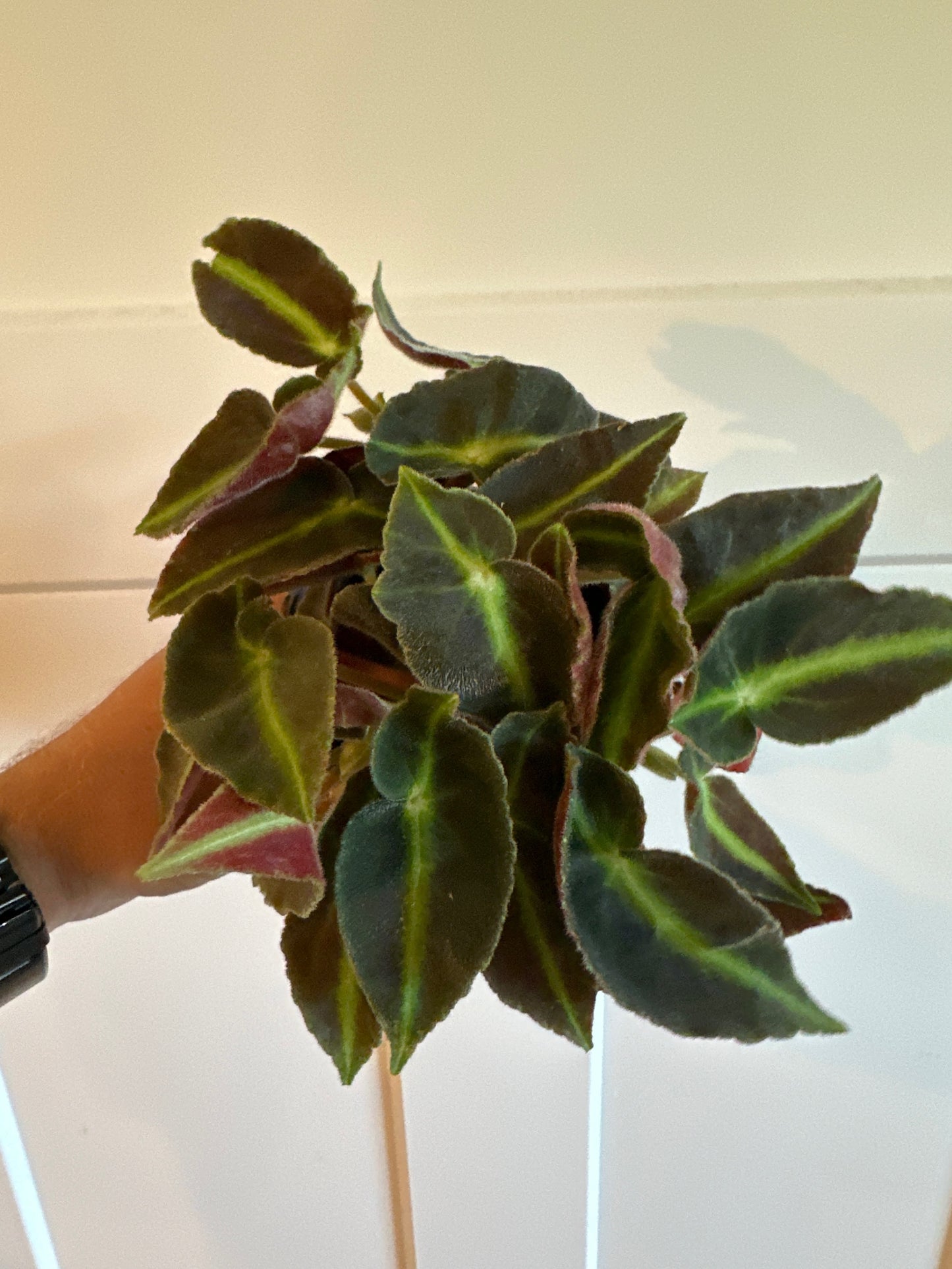 Begonia Cv. 'listada' (#746721792)