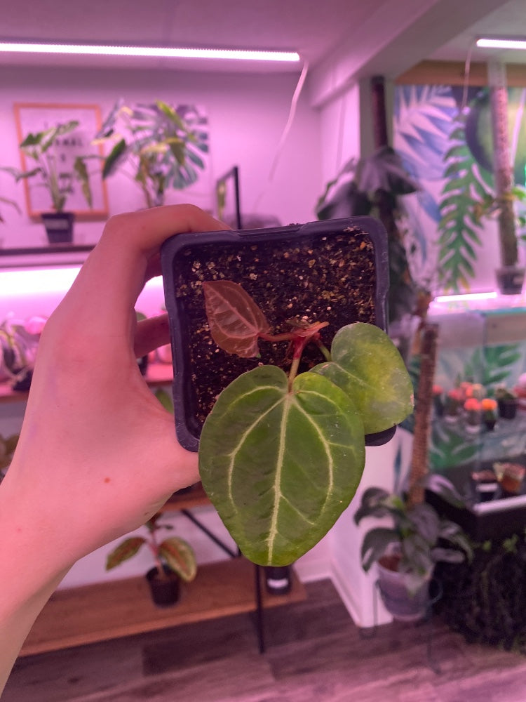 Anthurium noID (#094799885832)