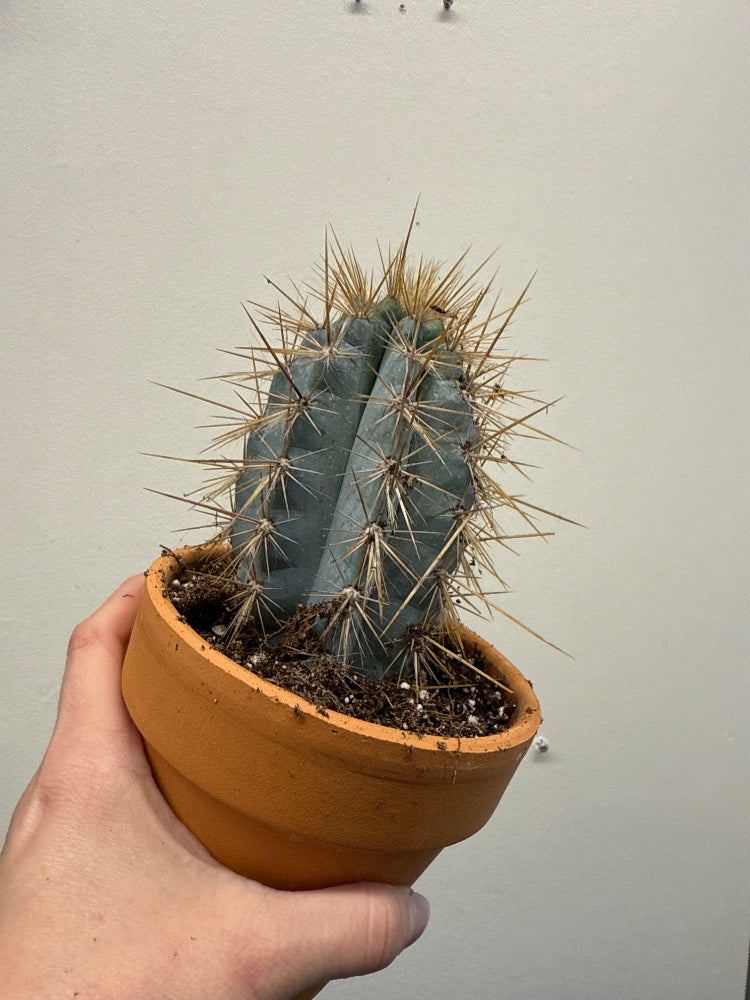 Pilosocereus azureus 'Blue Candle' (#783472320769)