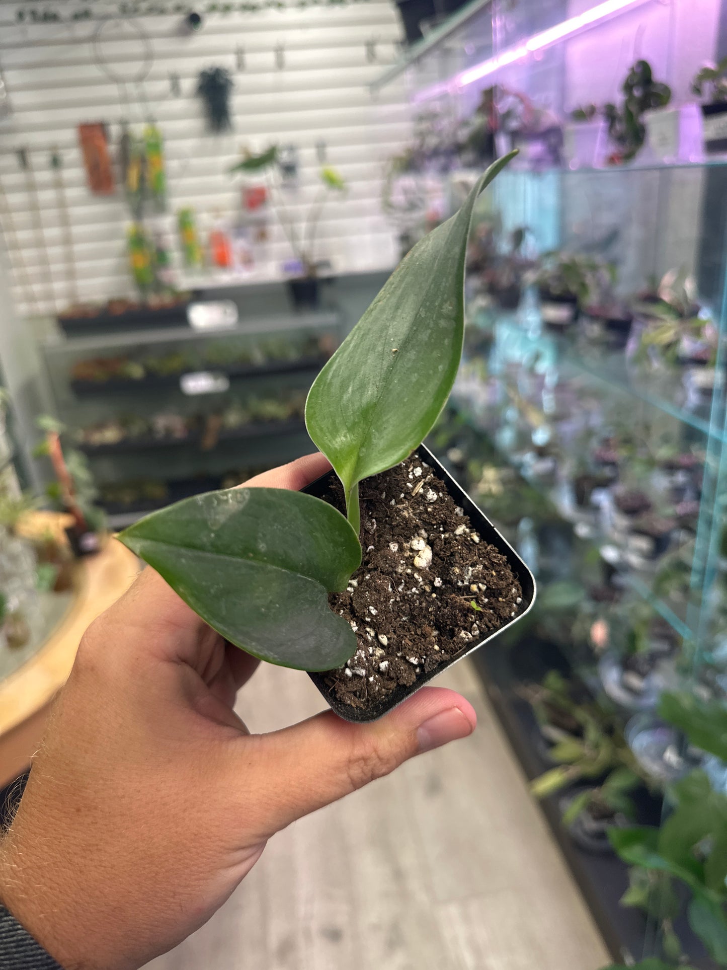 Scindapsus Trebuii 'moonlight' (#414616468)