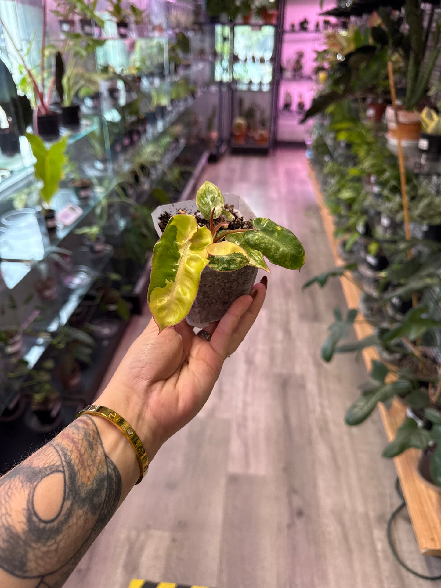 Philodendron Billietiae 'Variegated' (#276119899)