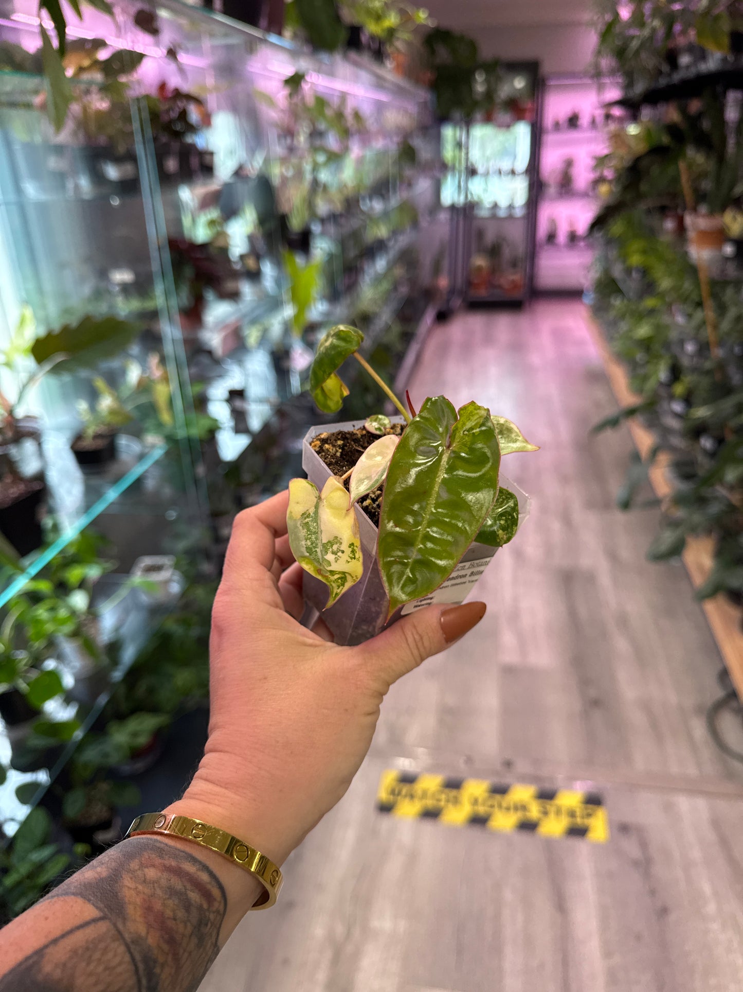 Philodendron Billietiae 'Variegated' (#774040824)