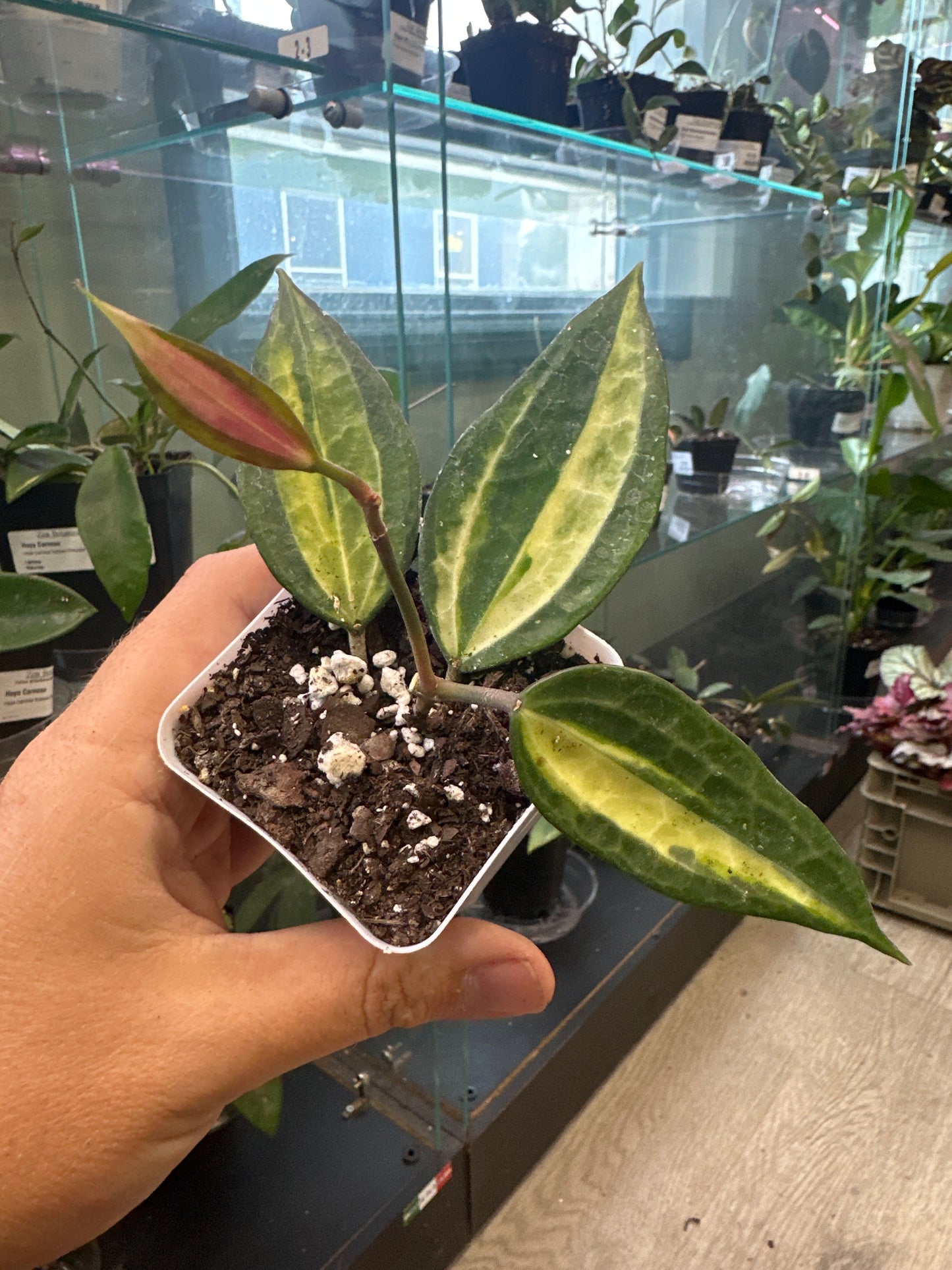 Hoya macrophylla 'Pot of Gold' (#347798666)