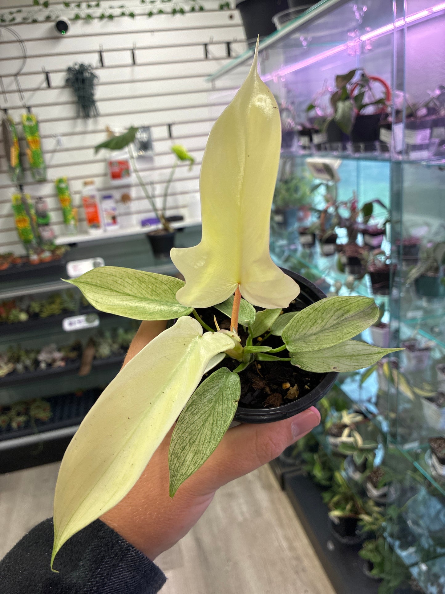 Philodendron Cv. 'Florida Ghost' (#400110868)