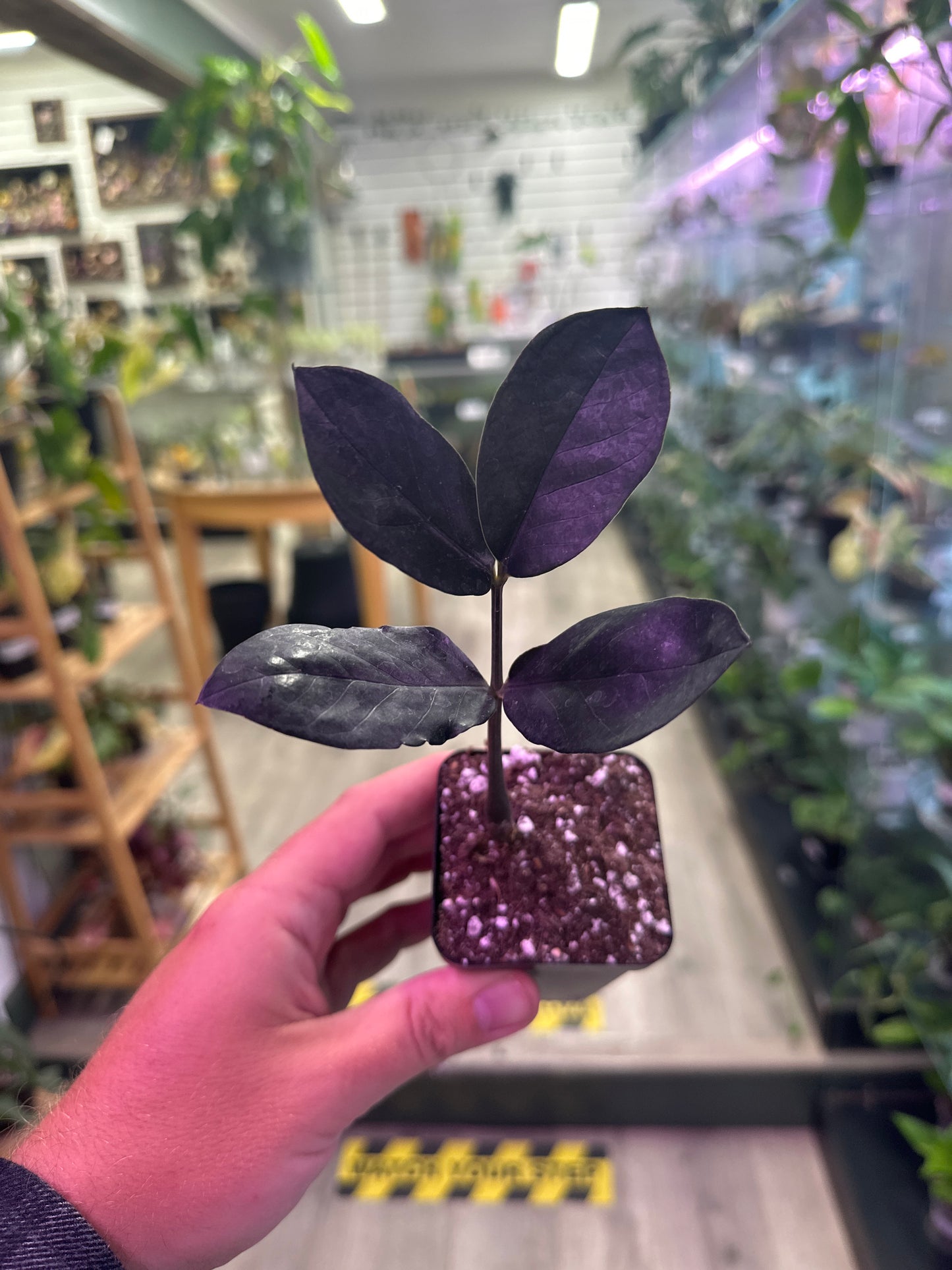 Zamioculcas Zamiifolia 'Raven' (#084460509)