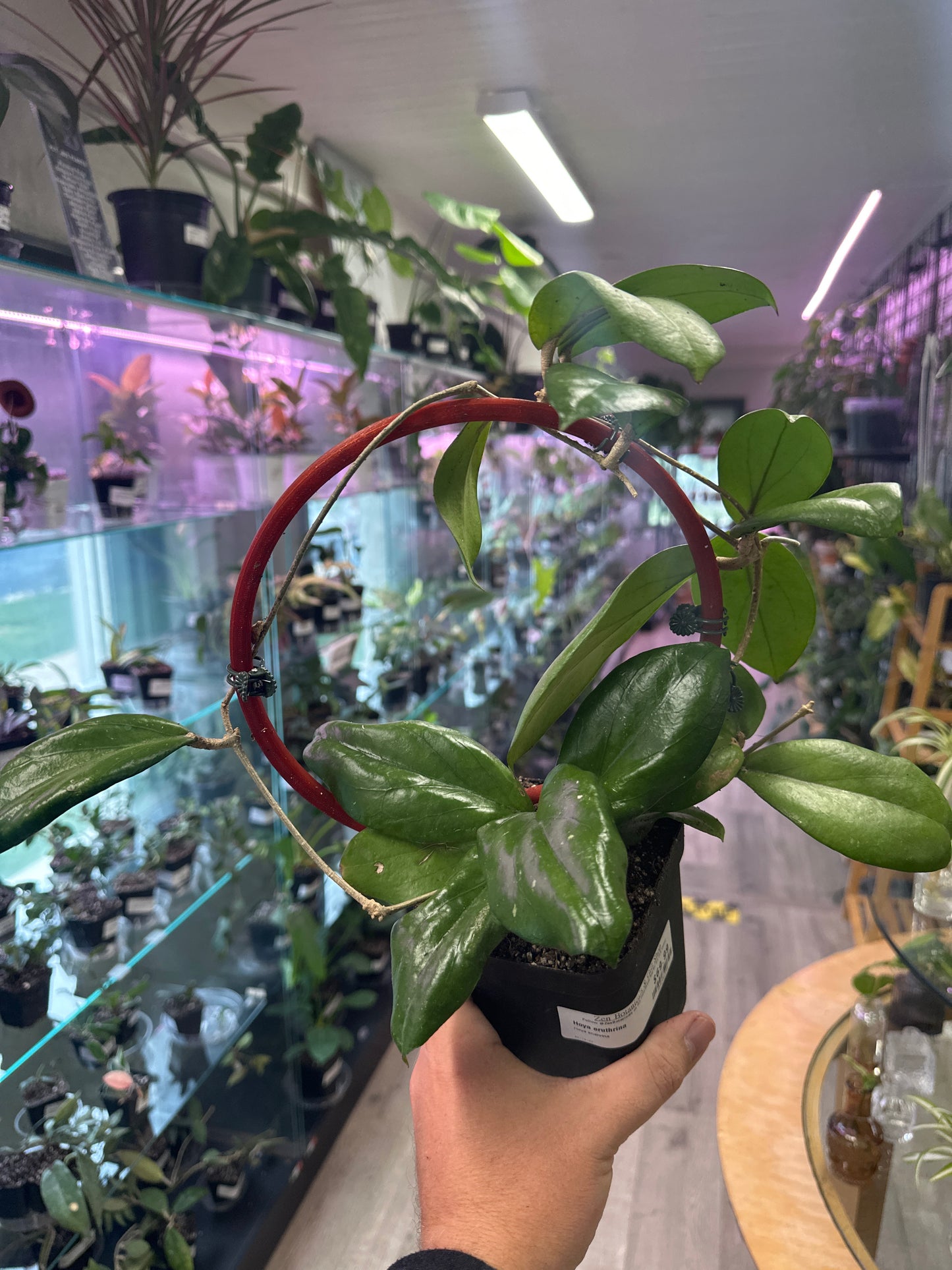 Hoya eruthrina (#304286399)
