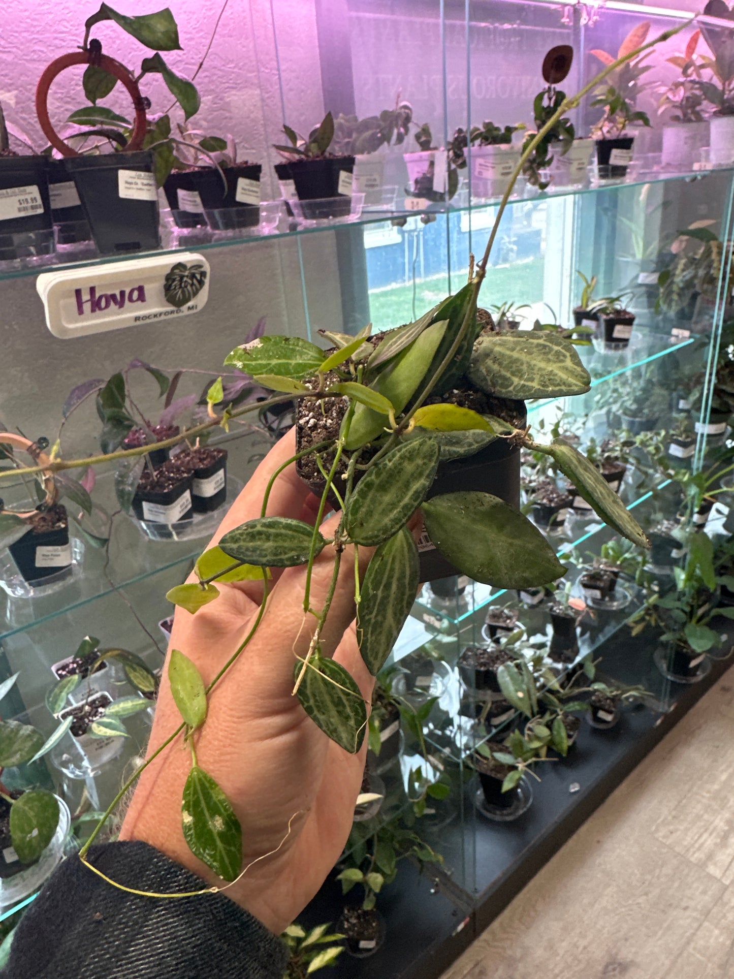 Dischidia Melon (#009206422)