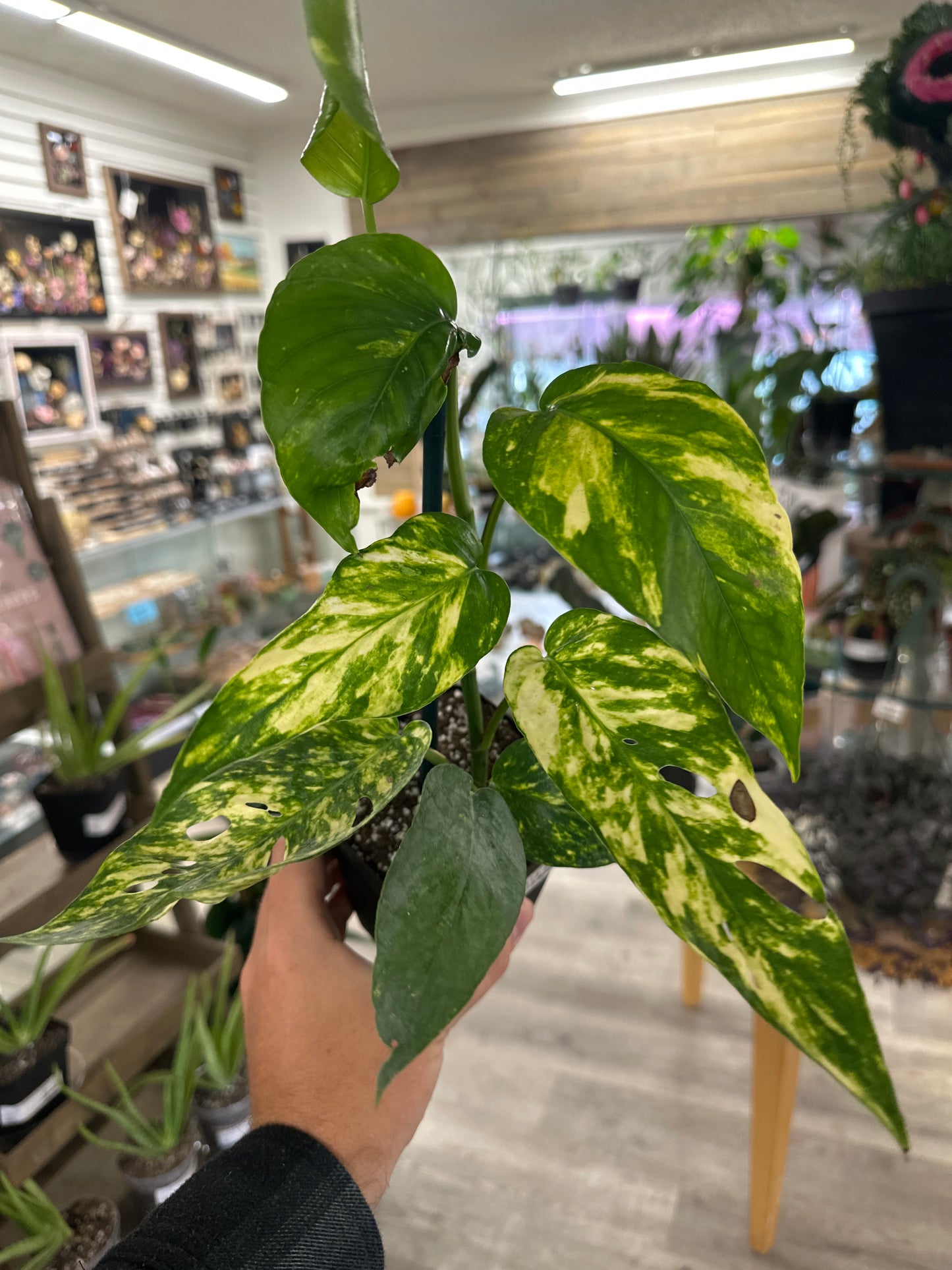 Epipremnum Aureum 'Yellow Sunrise' (#063379723)