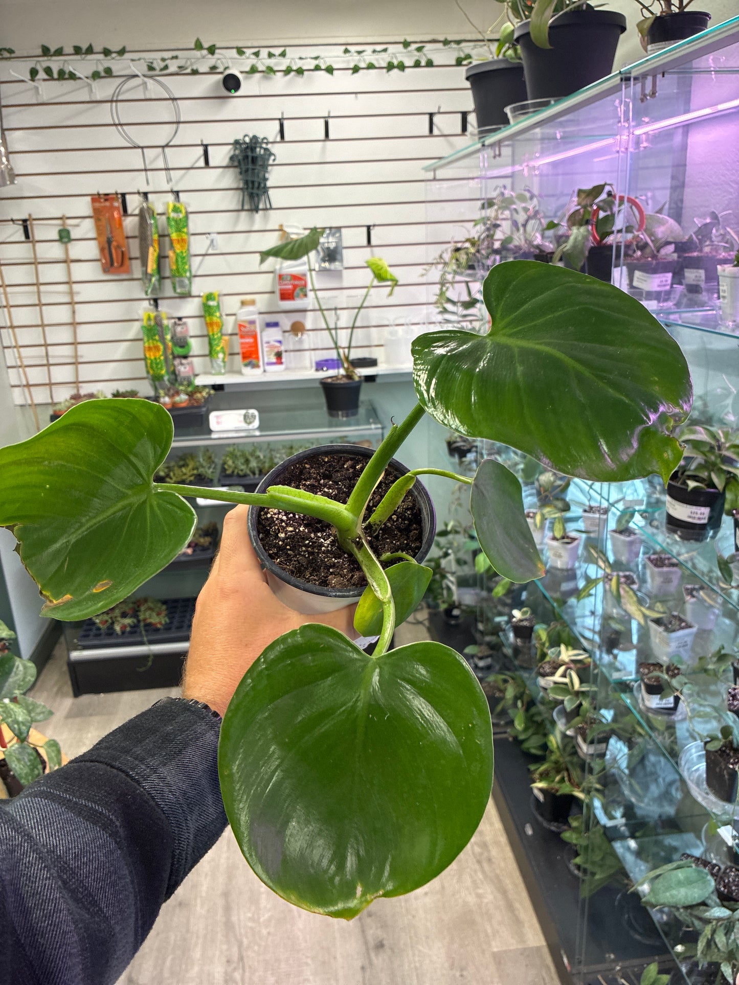 Philodendron Grazilae (#360596158)