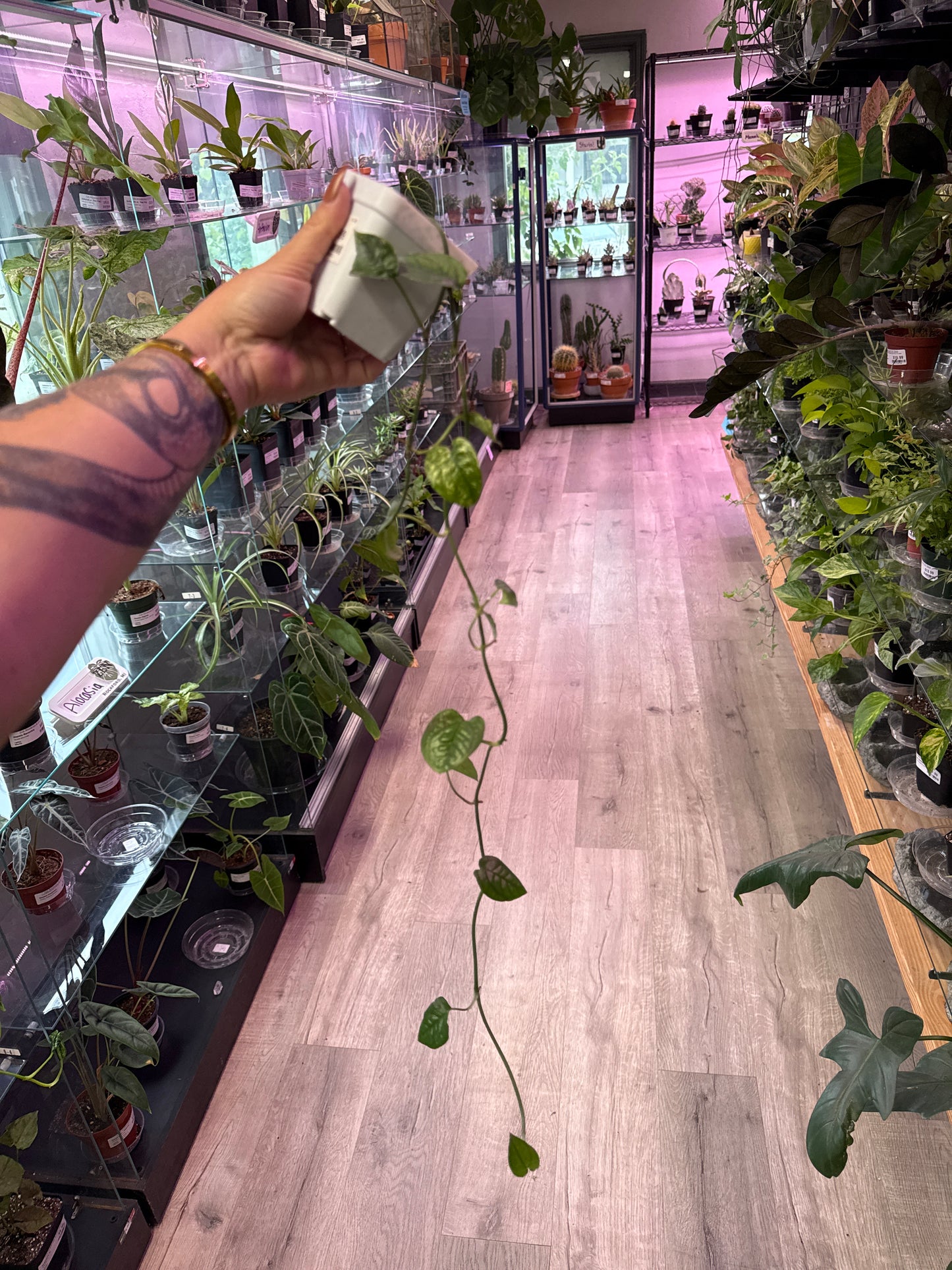 Epipremnum aureum 'Cebu Blue variegated ' (#522890052)