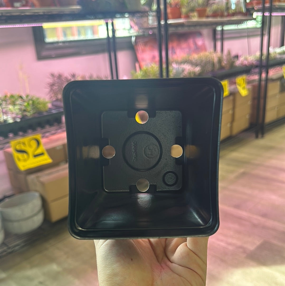 4.5" Black Square Plastic Pot (#4246)