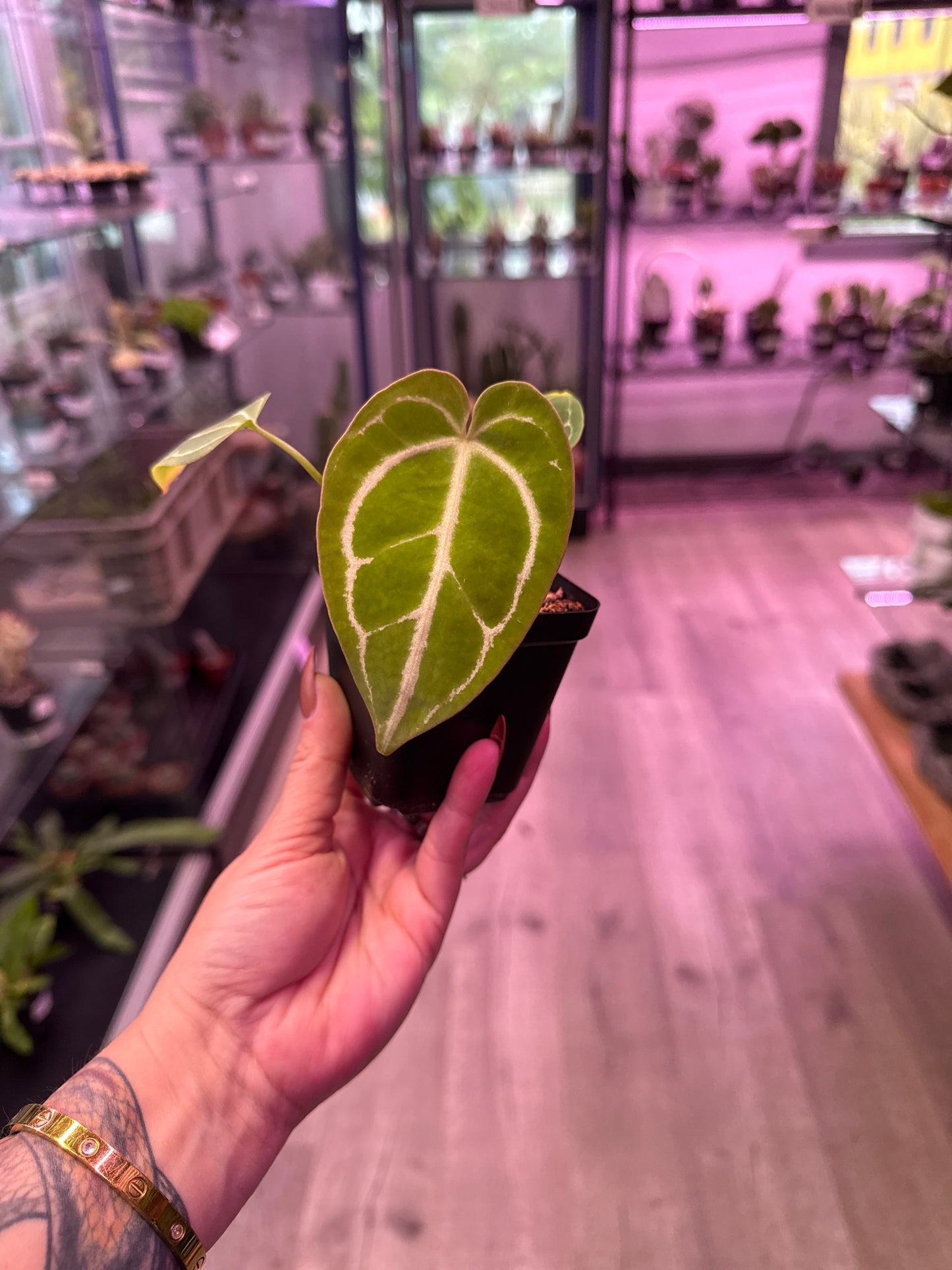 Anthurium Cv. 'noID' (#375980700)