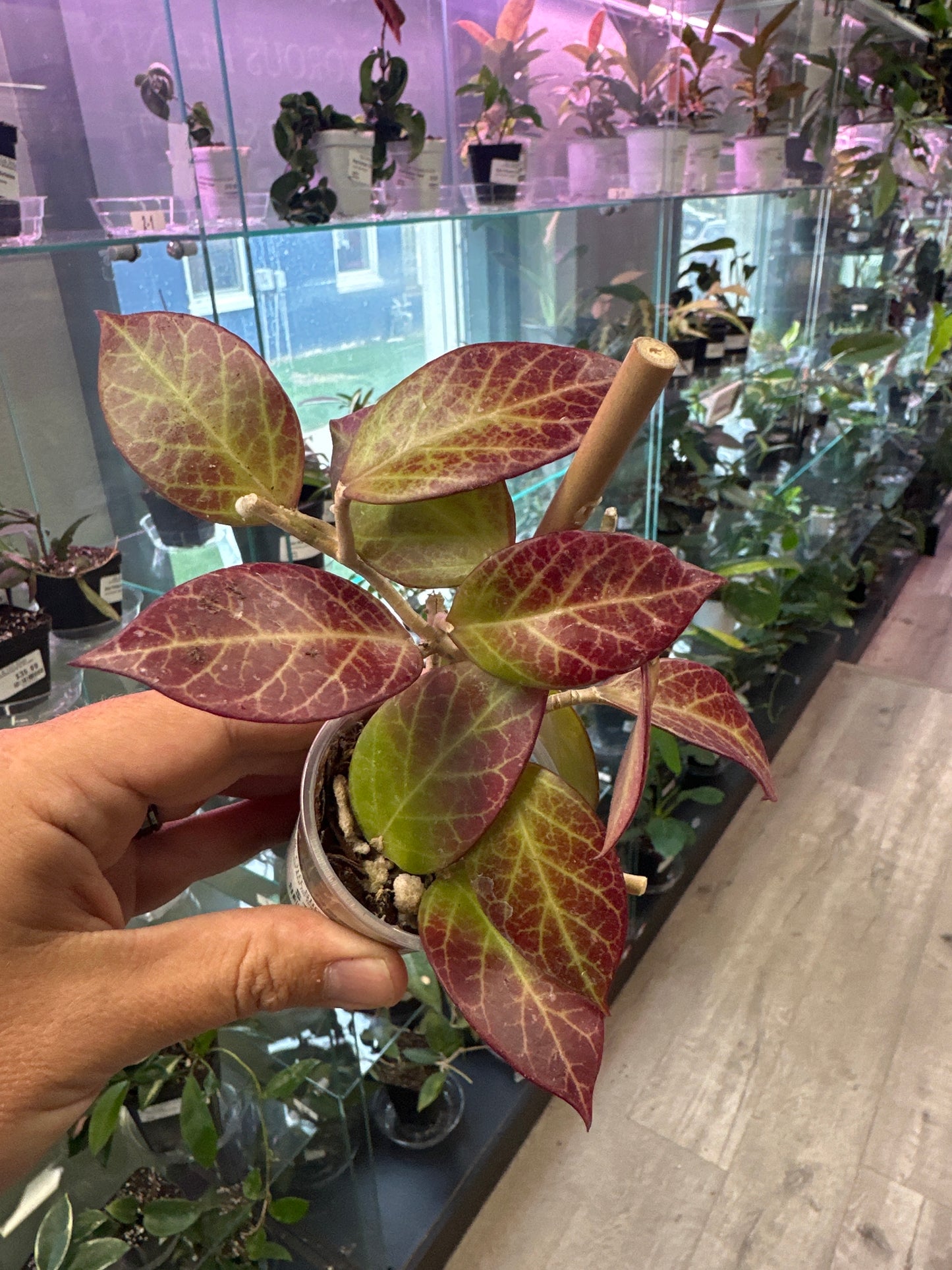 Hoya Cv. 'Sunrise' (#869385875)