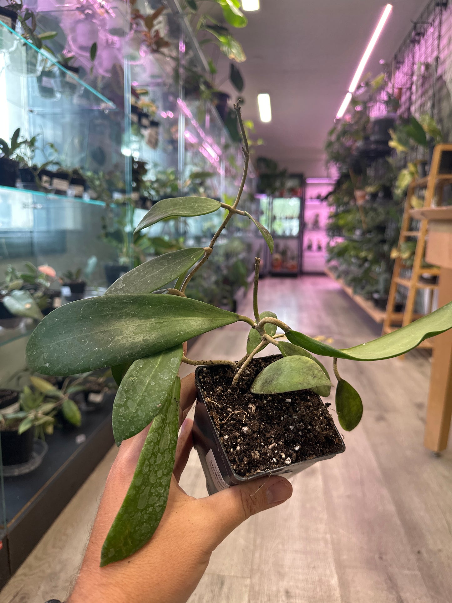 Hoya Merrillii 'long leaf' (#469340213)