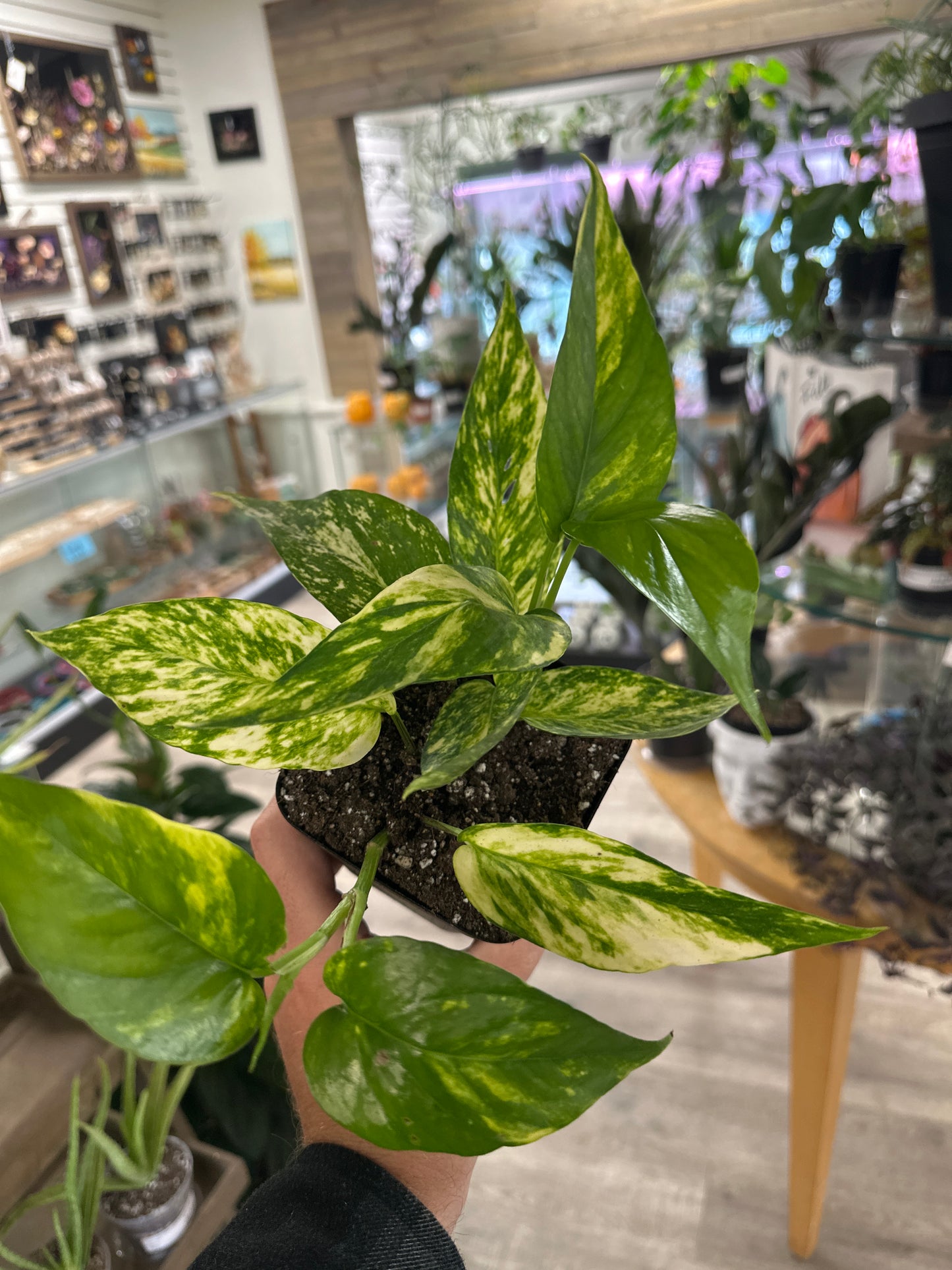 Epipremnum Aureum 'Yellow Sunrise' (#169219770)