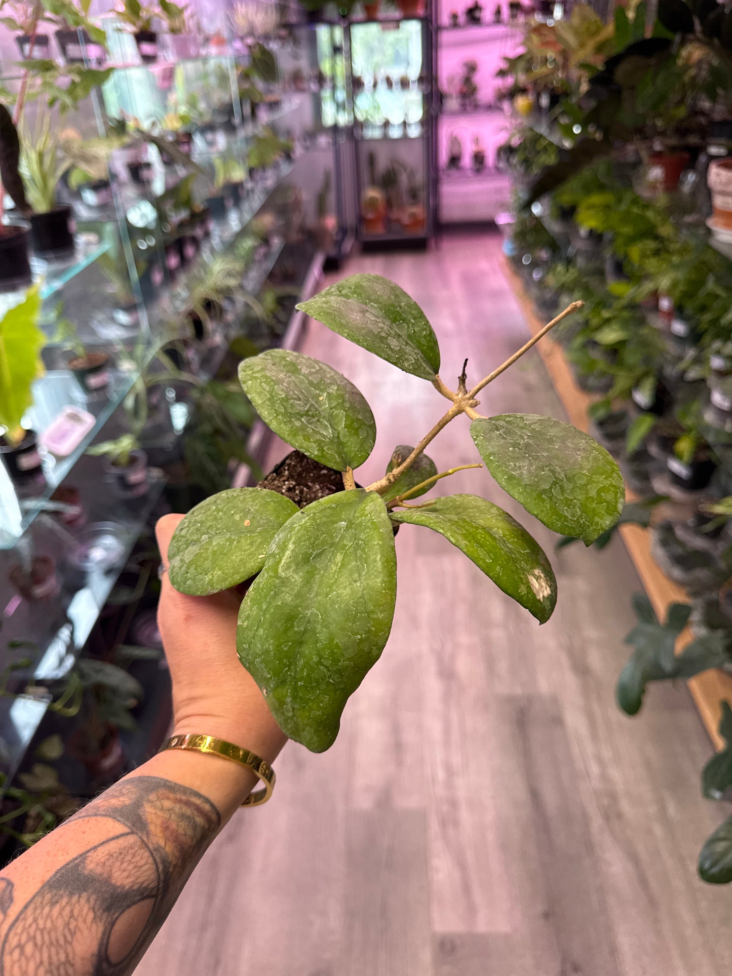Hoya Ricardo 'ruby' (#662163328)
