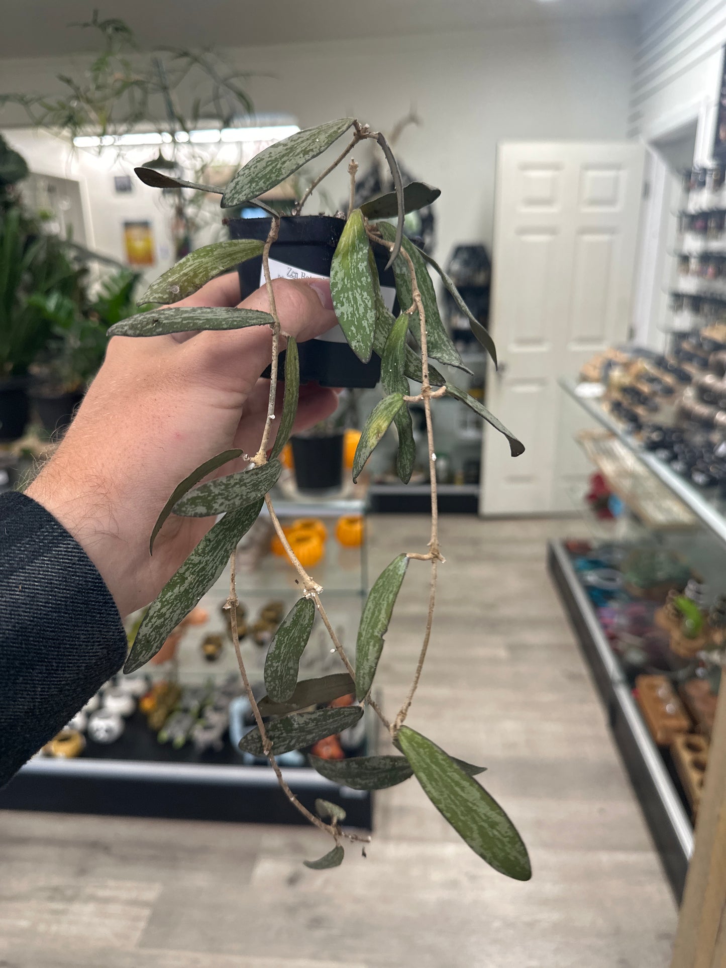 Hoya Sigillatis (#977961172)