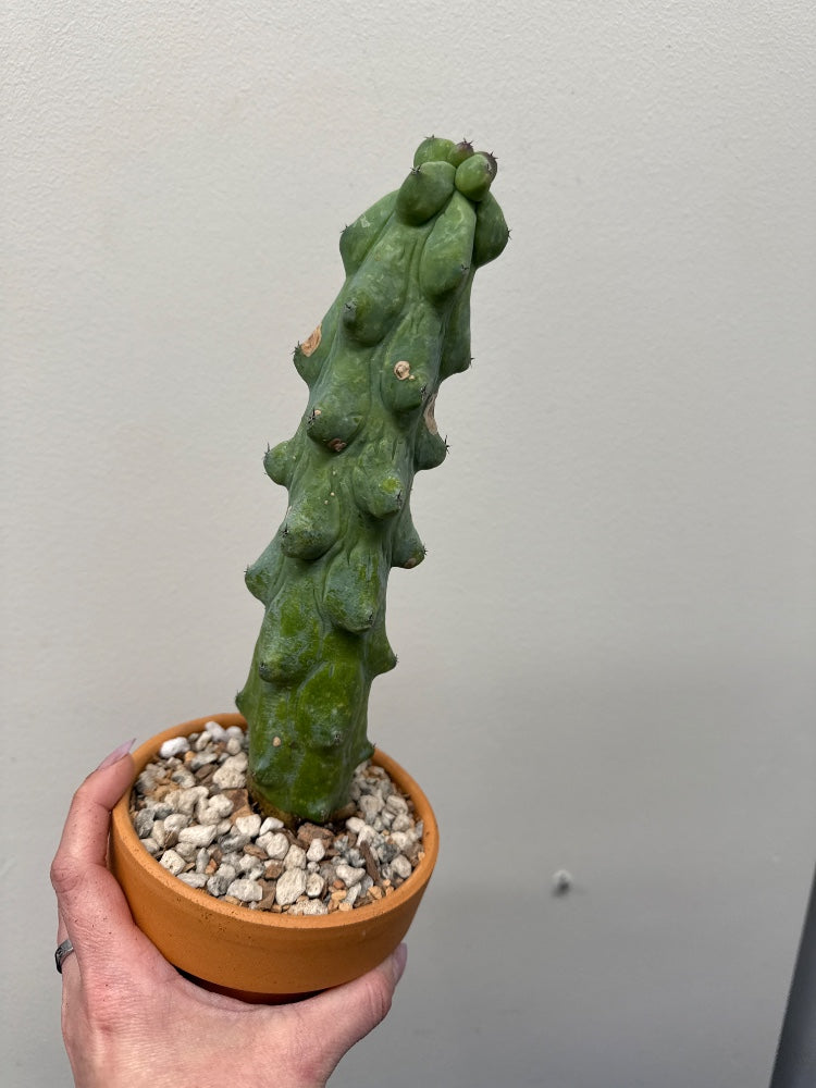 Myrtillocactus geometrizans fukurokuryuzinboku 'Boobie Cactus' (#798794582410)