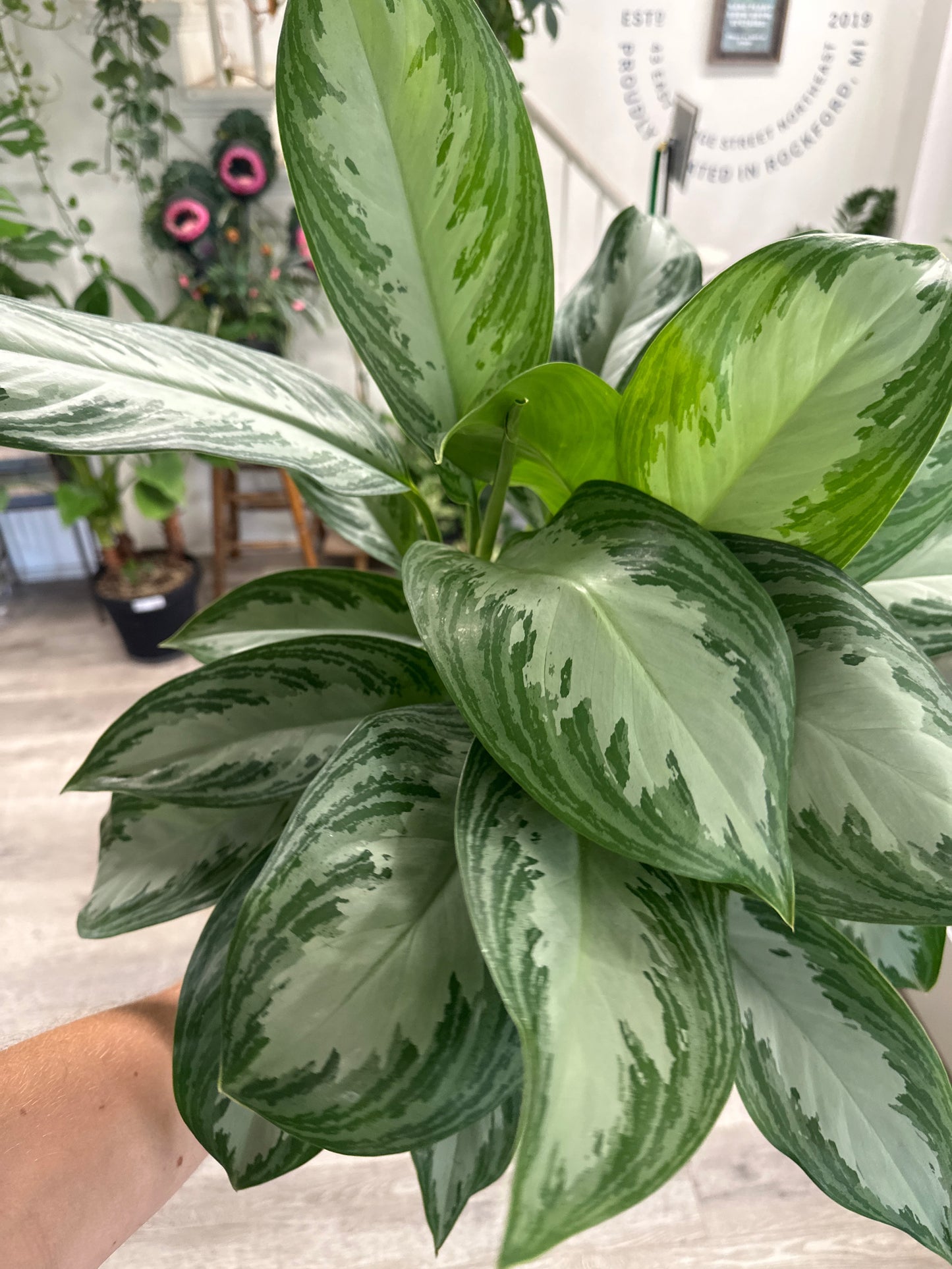 Aglaonema cv. 'Silver Bay' (#696675136)