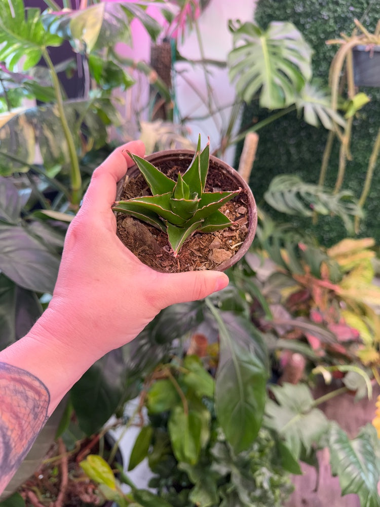 Sansevieria Abbey Crown (#935528331200)