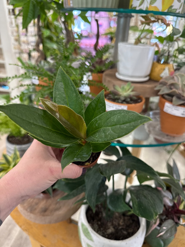 Anthurium Red flag (#284796097942)