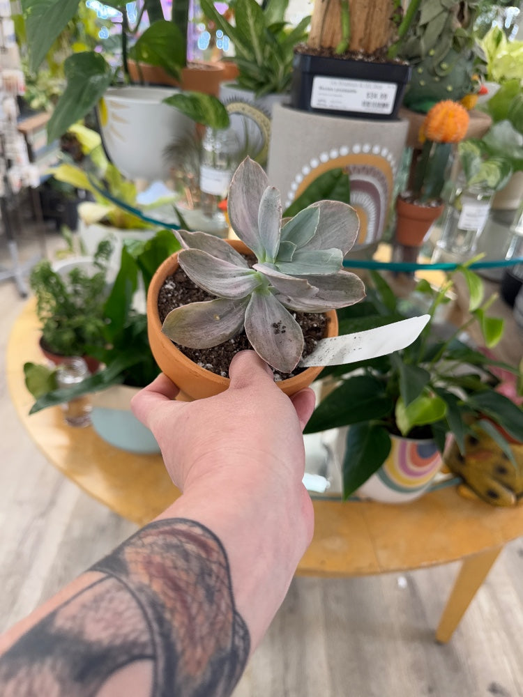 Echeveria cv. 'Decora' (#036079598376)