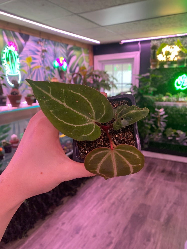 Anthurium noID (#555755661654)