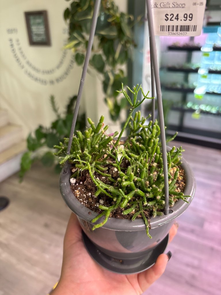 Rhipsalis cereuscula (#338652837)