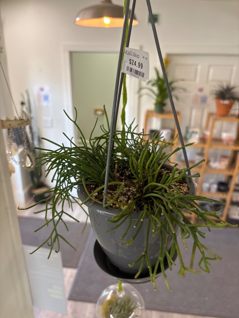 Rhipsalis baccifera (#755305939)