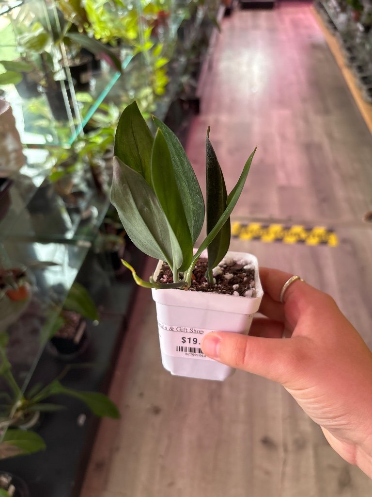 Scindapsus trebuii 'Dark Form' (#527091868)