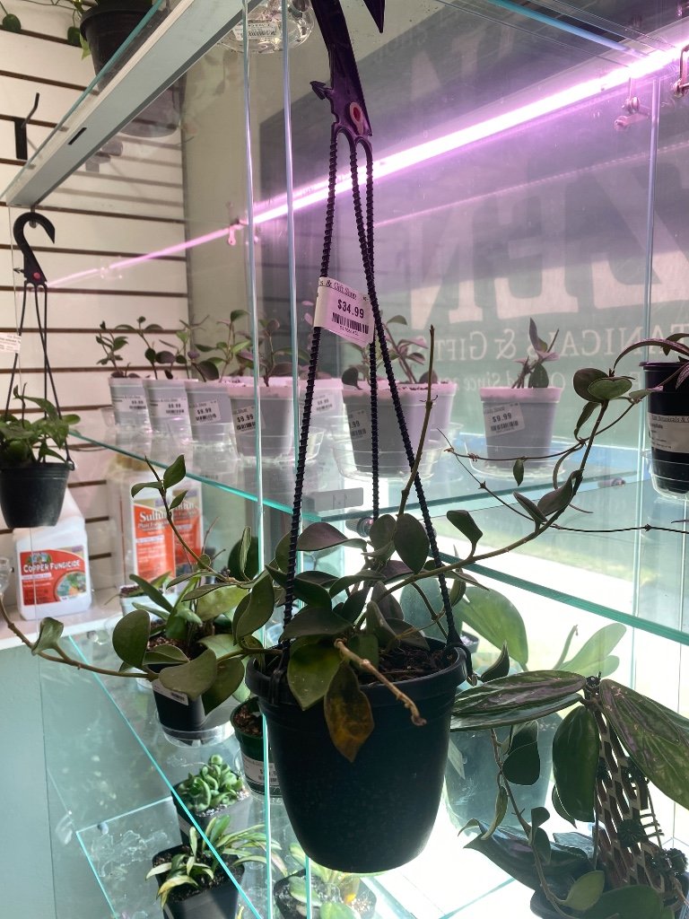 Hoya nummurlariodes (#517661431)