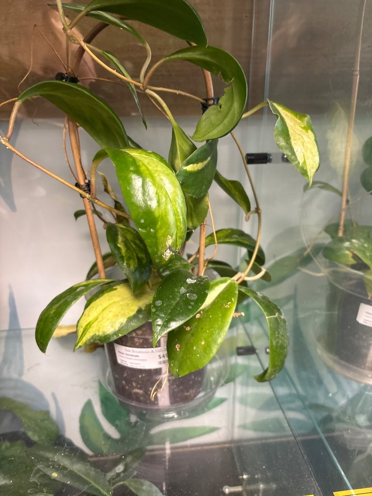 Hoya incrassata 'moonshadow' (#320042980)