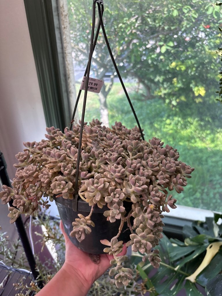 Graptopetalum Mendozae (#3086942302)