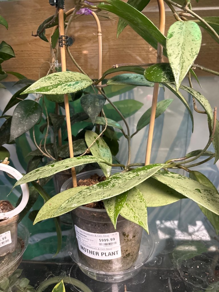 Hoya pubicalyx 'Pink Silver Ghost' (#710589462)
