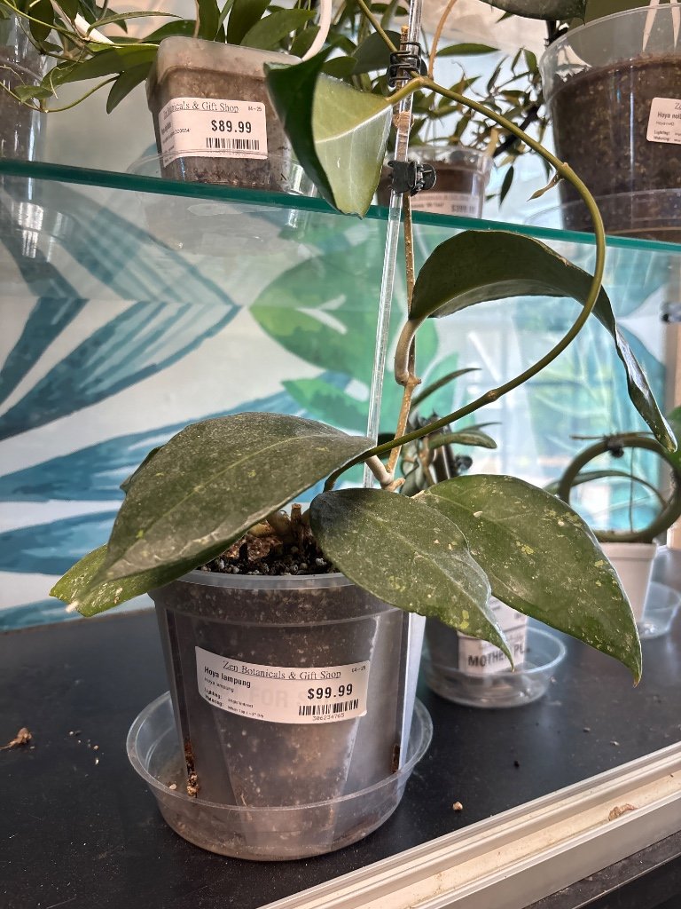 Hoya lampung (#306234765)