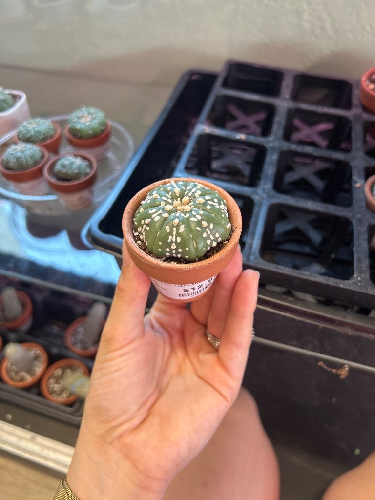 Astrophytum asterias 'Super Kabuto' (#640438035)