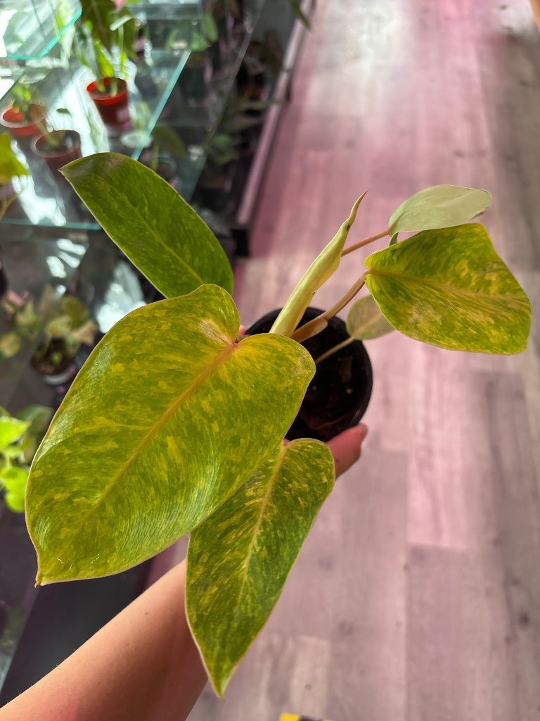 Philodendron painted lady (#884997042)