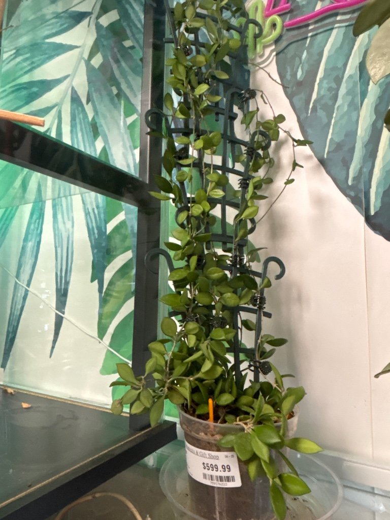 Hoya pubera (#759376223)