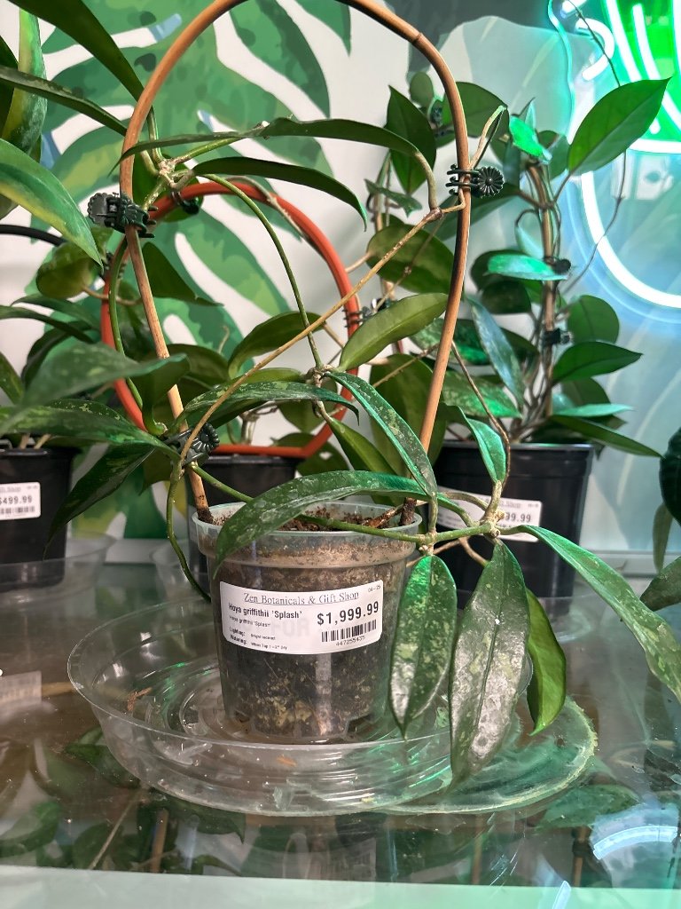 Hoya griffithii 'Splash' (#447255435)