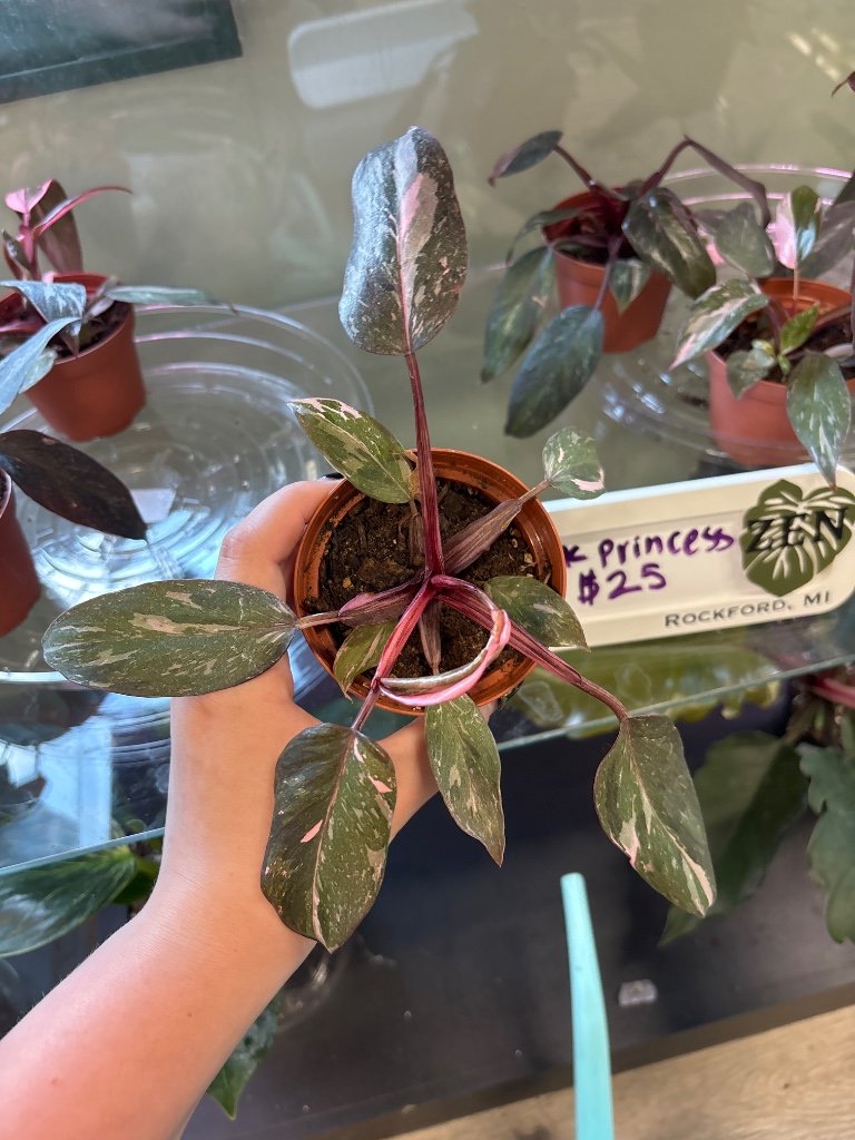 Philodendron erubescens 'Pink Princess Marble' (#527603124)