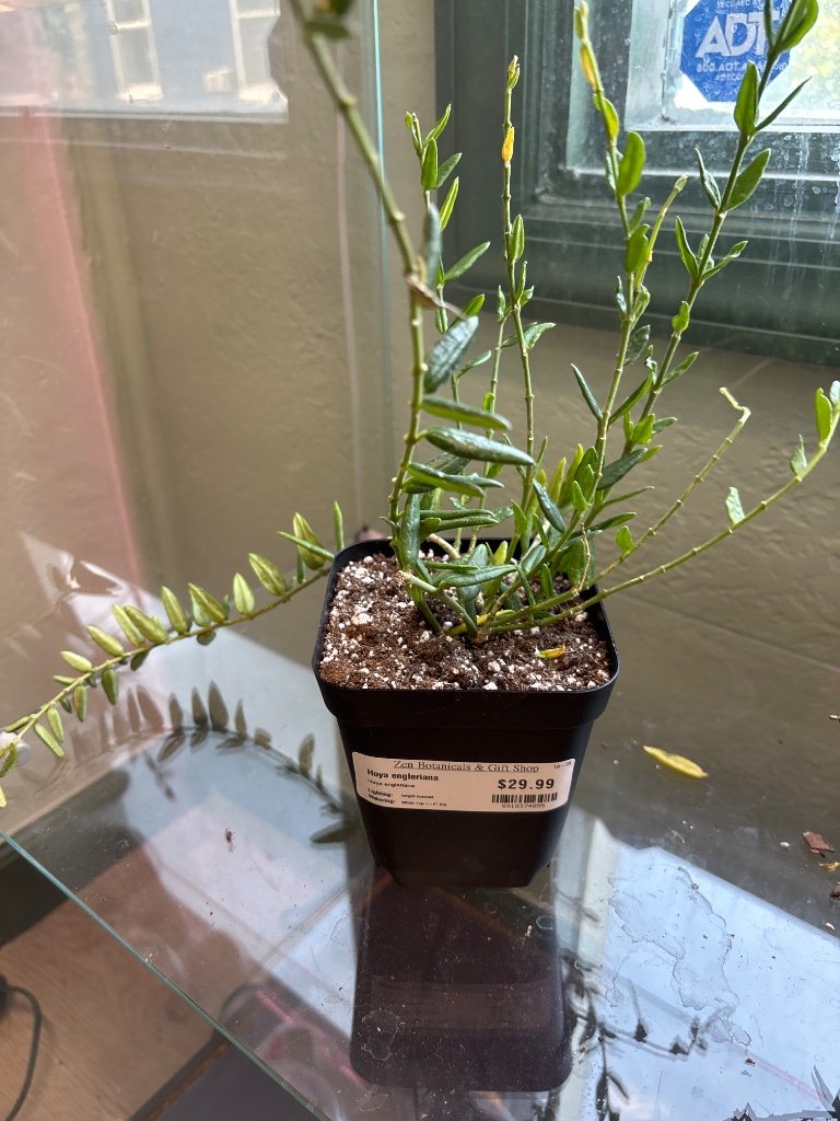 Hoya engleriana (#8918374855)