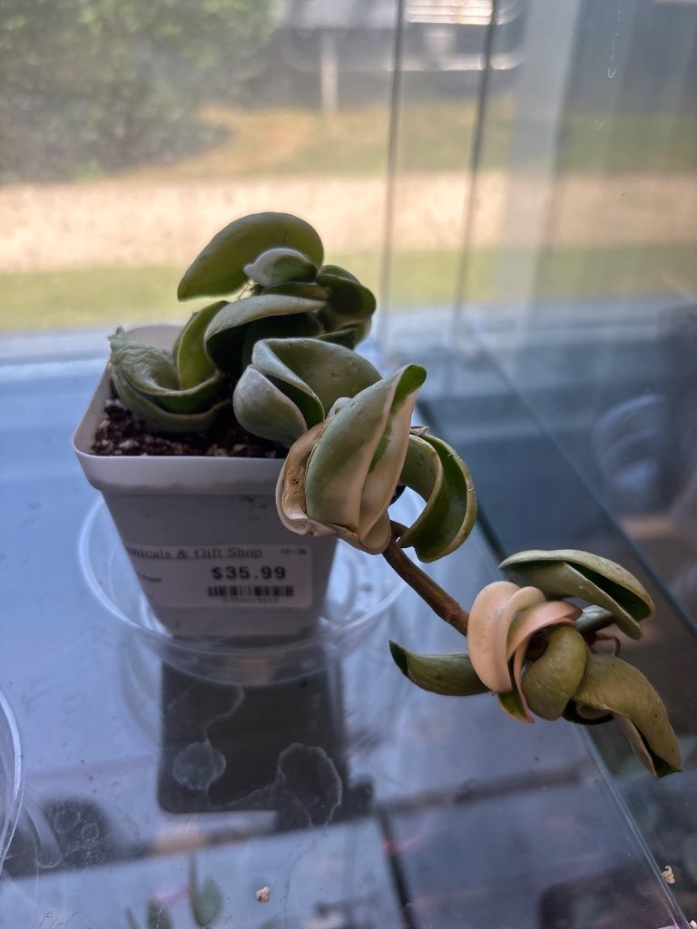 Hoya carnosa 'variegated Rope' (#5792419419)