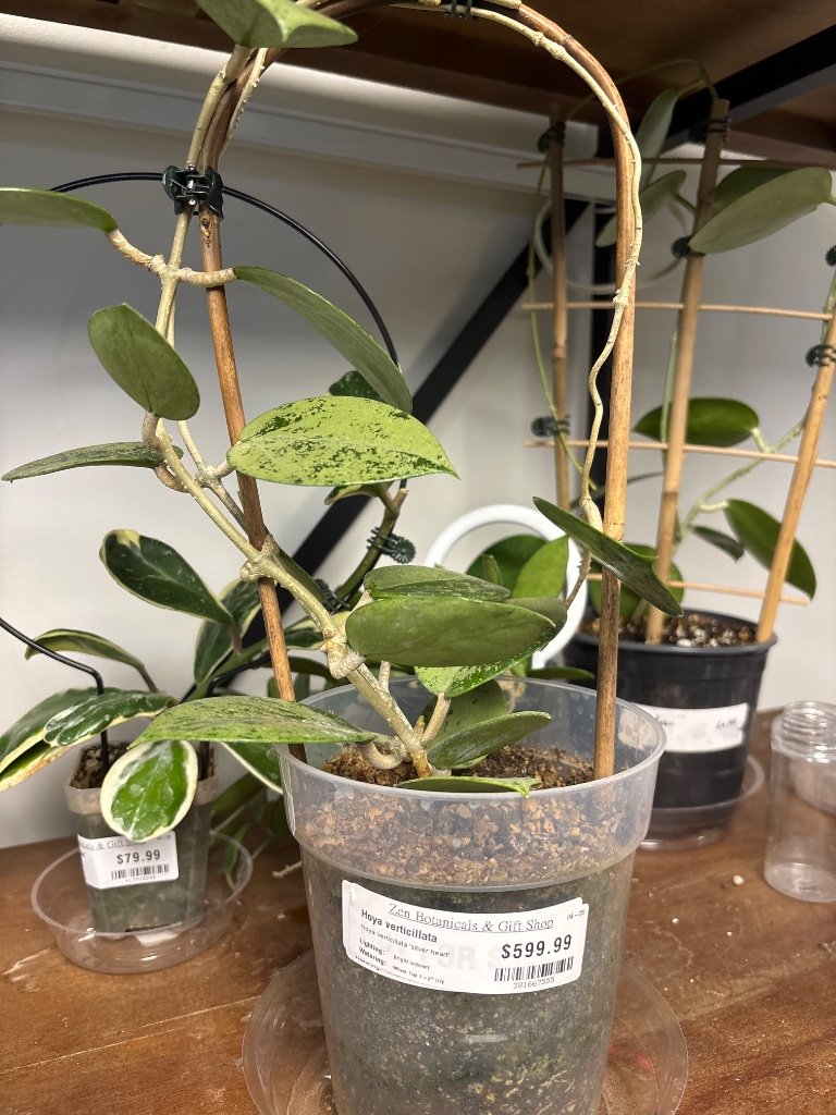 Hoya verticillata 'silver heart' (#381667555)