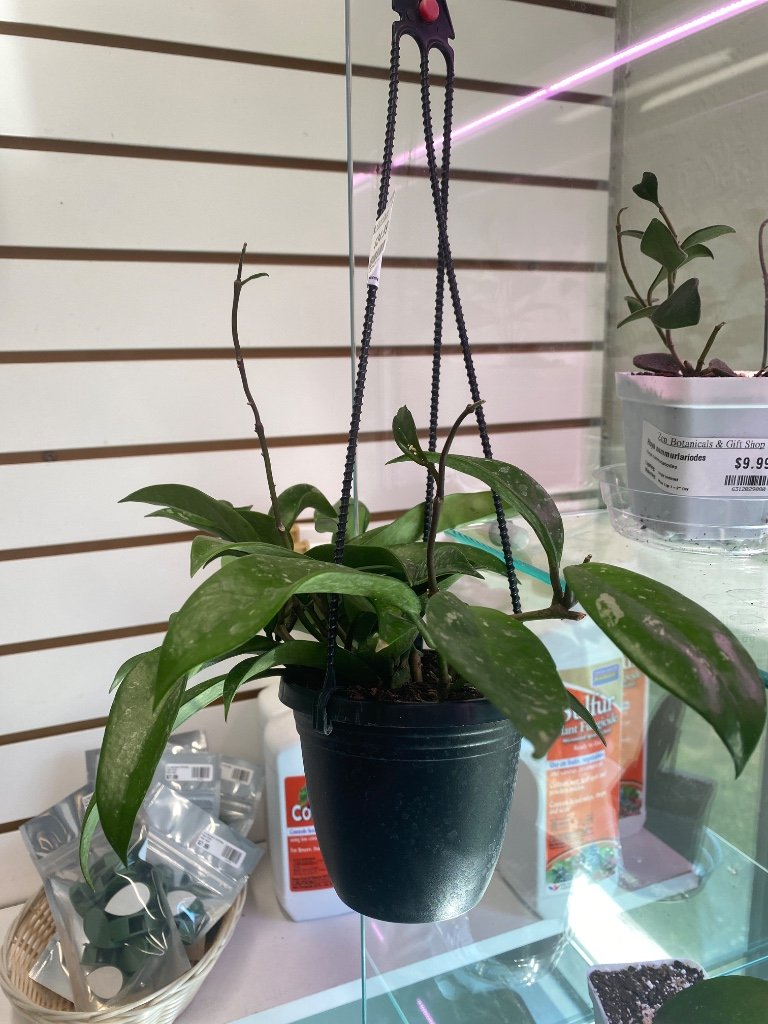 Hoya pubicalyx 'Splash' (#5859428104)