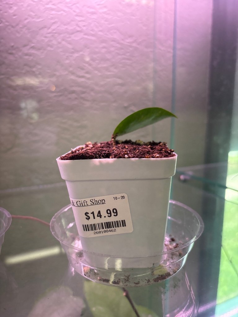 Hoya idaho (#260108462)