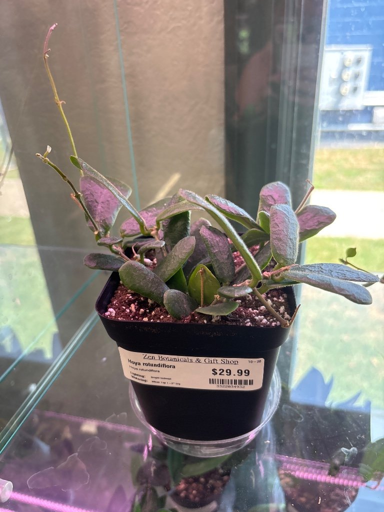 Hoya rotundiflora (#3322034932)