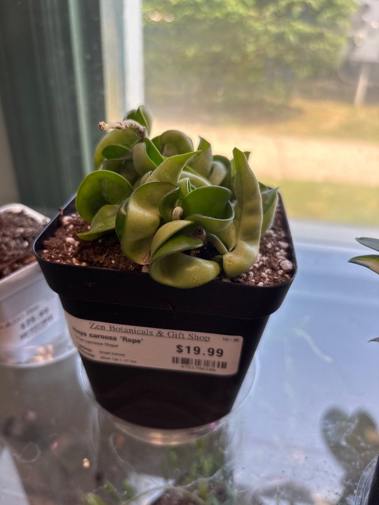 Hoya carnosa 'Rope' (#4721746106)